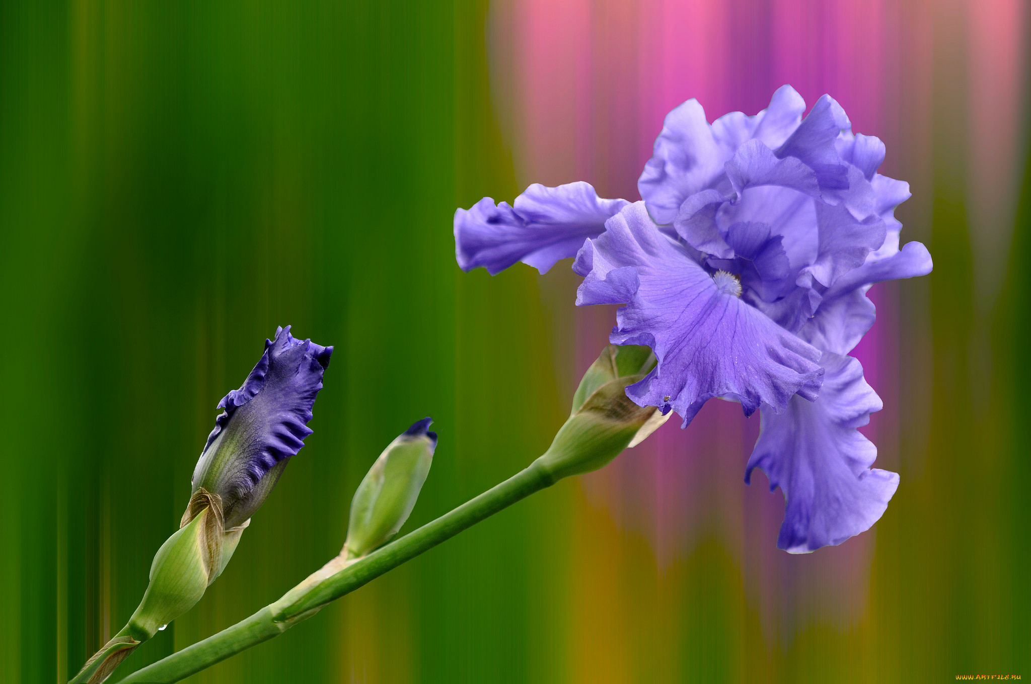 красивые фото цветов ирисов